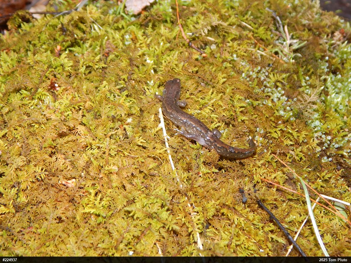 Northern Dusky Salamander