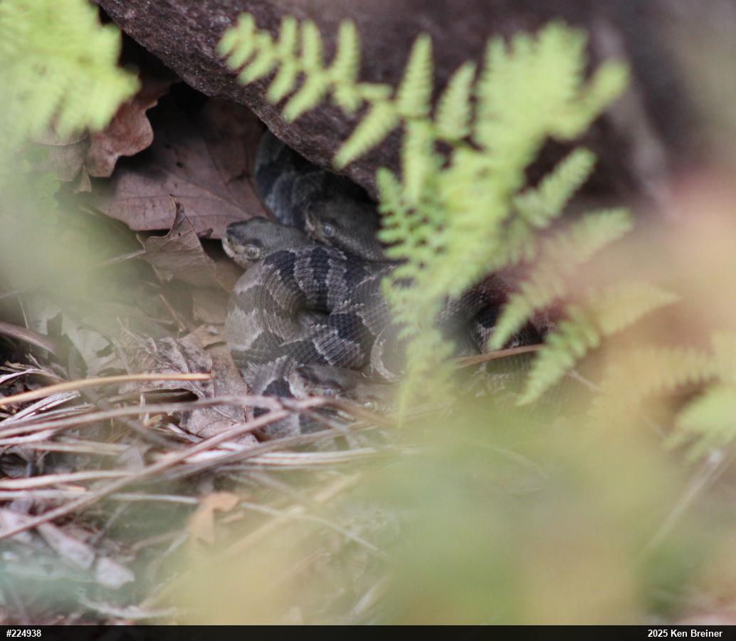 Timber Rattlesnake
