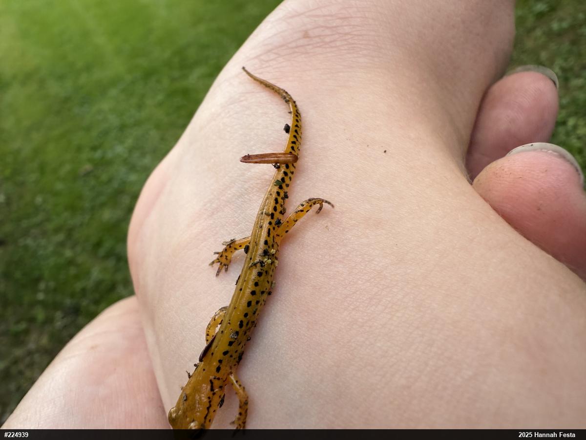 Eastern Long-tailed Salamander