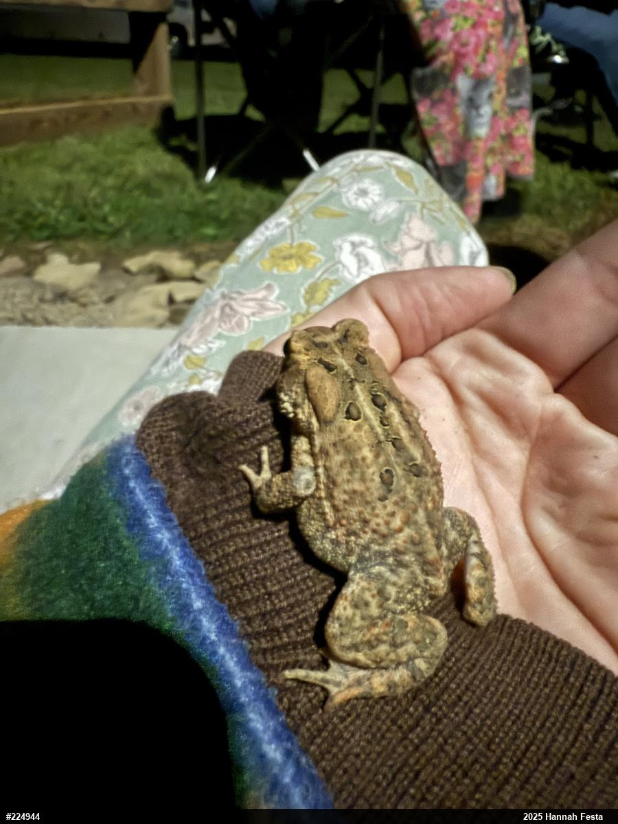 Eastern American Toad