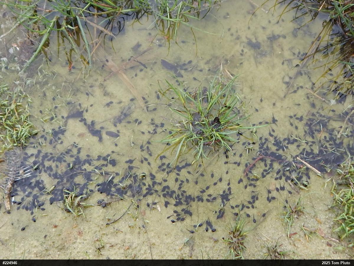 Eastern American Toad