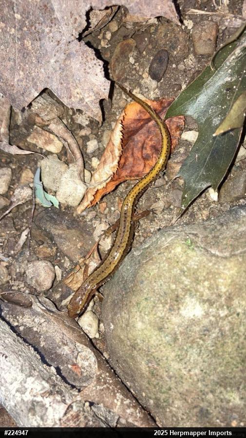 Northern Two-lined Salamander
