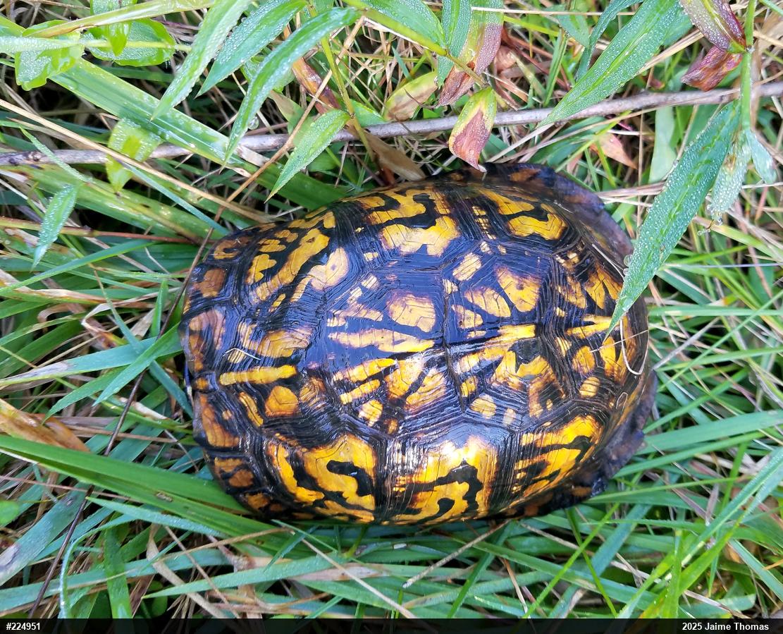 Eastern Box Turtle