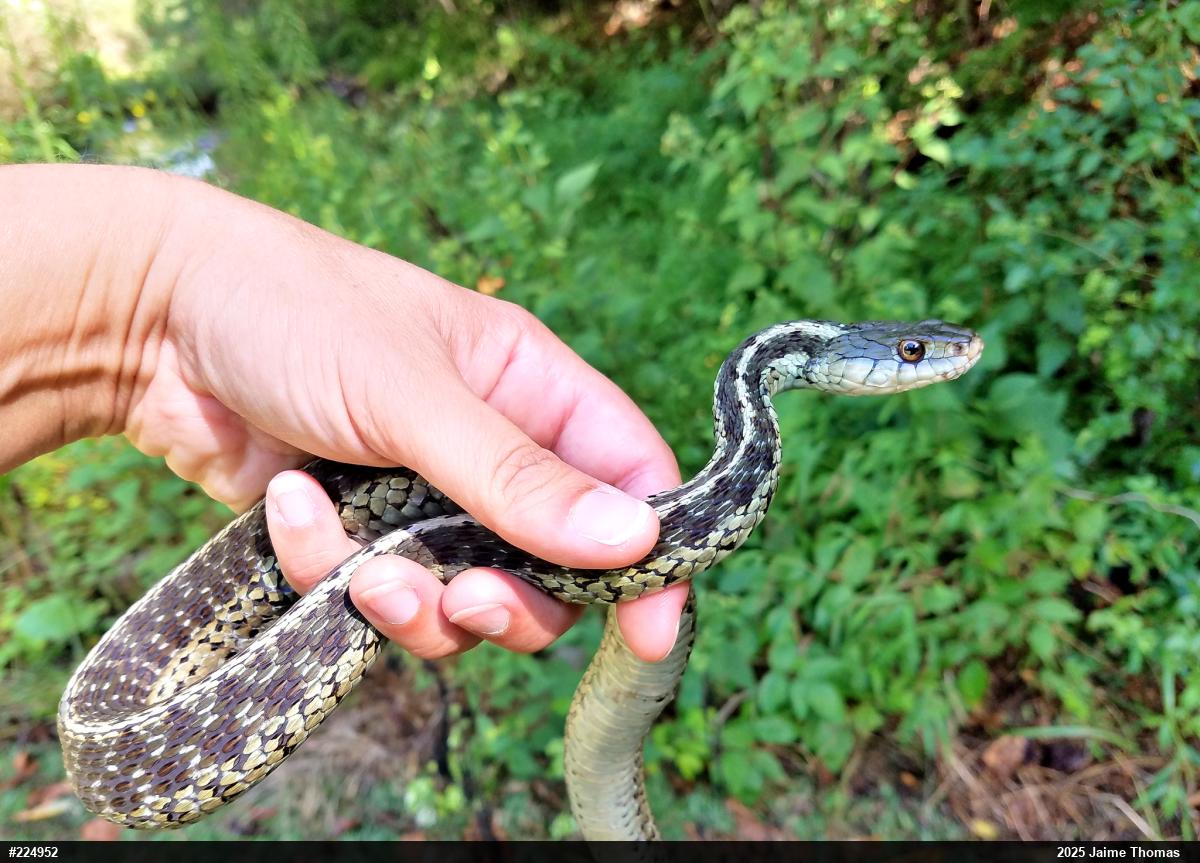 Eastern Gartersnake