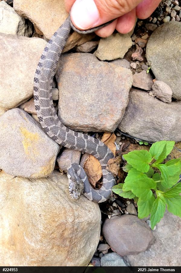 Northern Watersnake