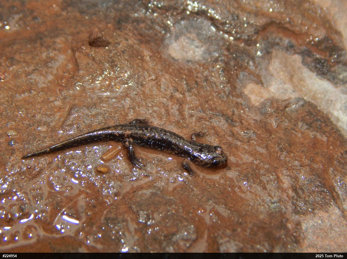 Northern Dusky Salamander