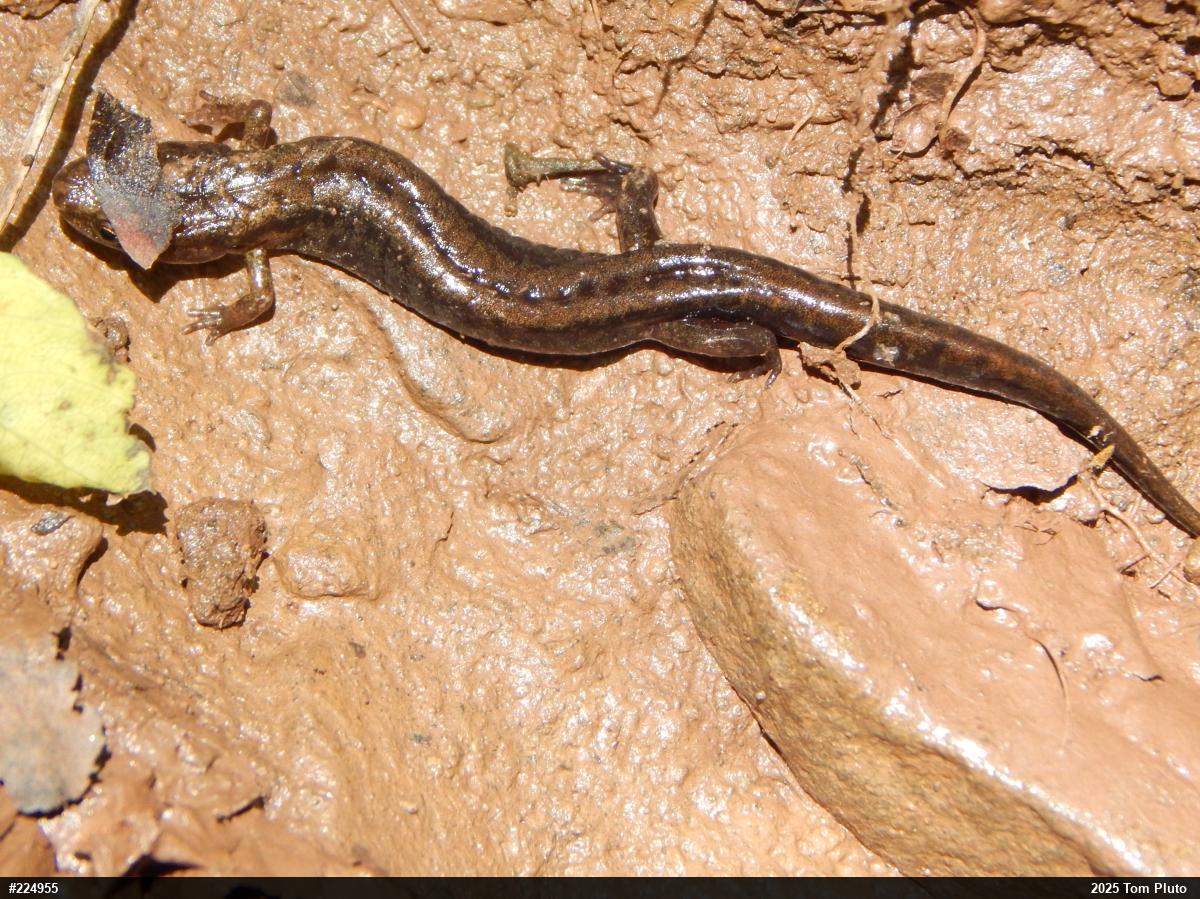 Allegheny Mountain Dusky Salamander