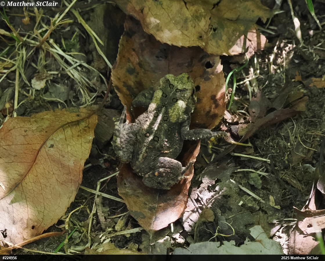 Eastern American Toad