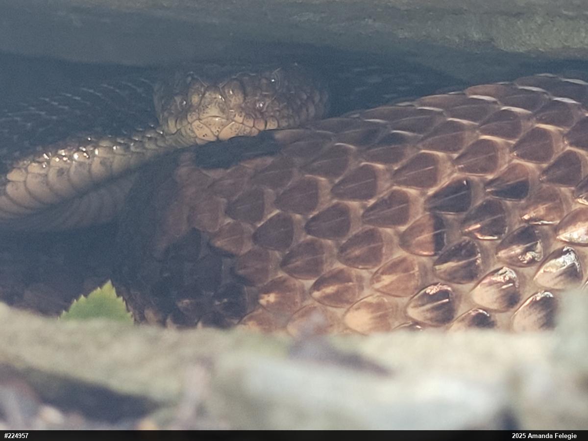 Timber Rattlesnake