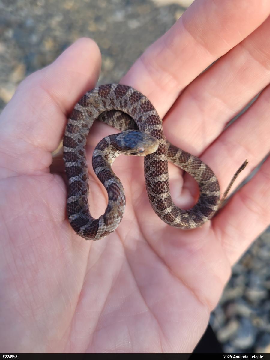 Eastern Milksnake