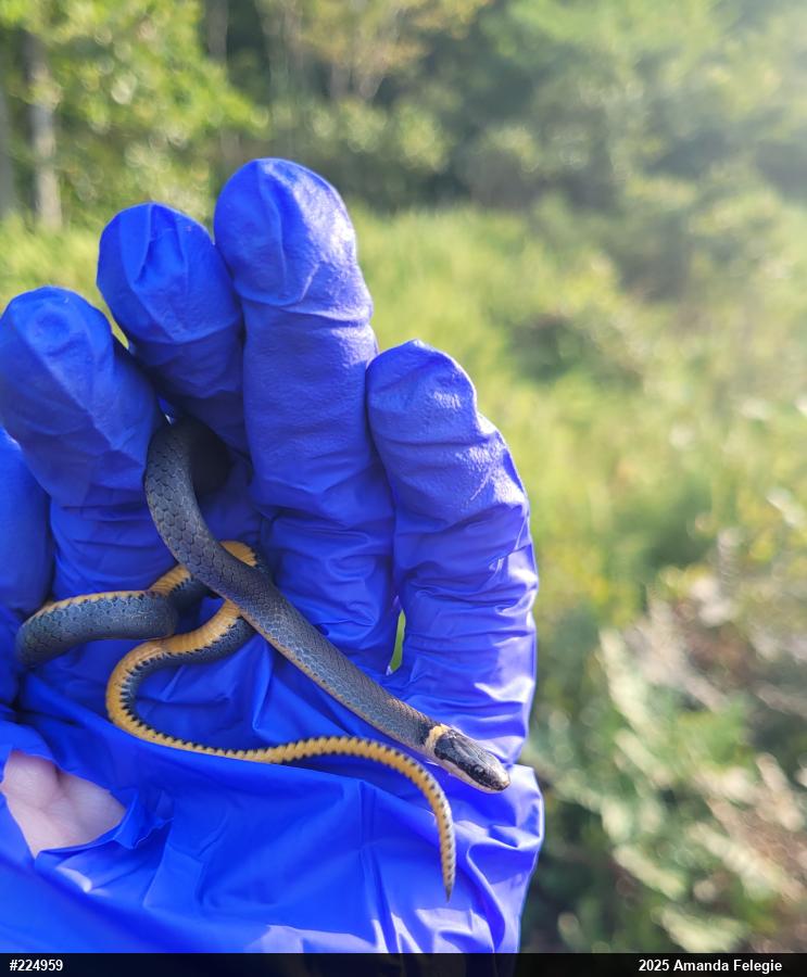 Northern Ring-necked Snake