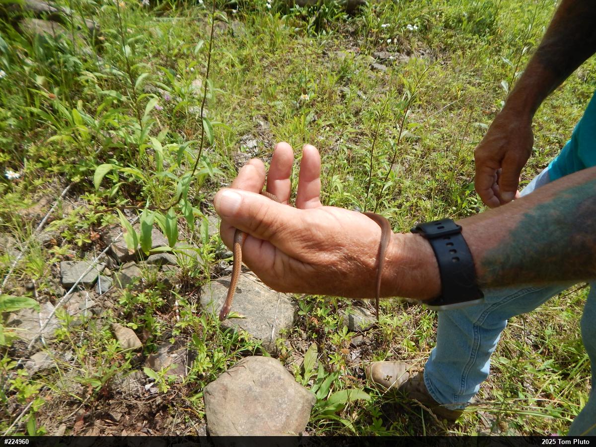 Red-bellied Snake