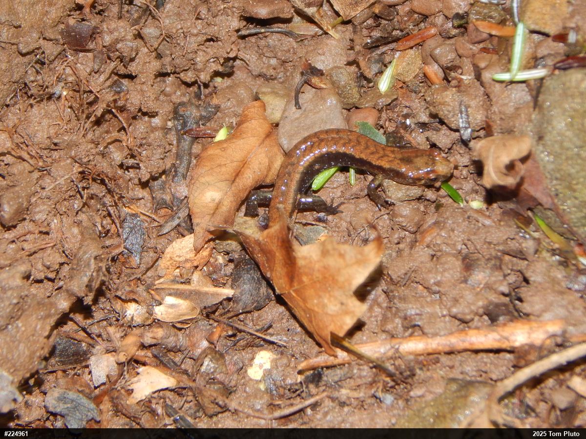 Allegheny Mountain Dusky Salamander