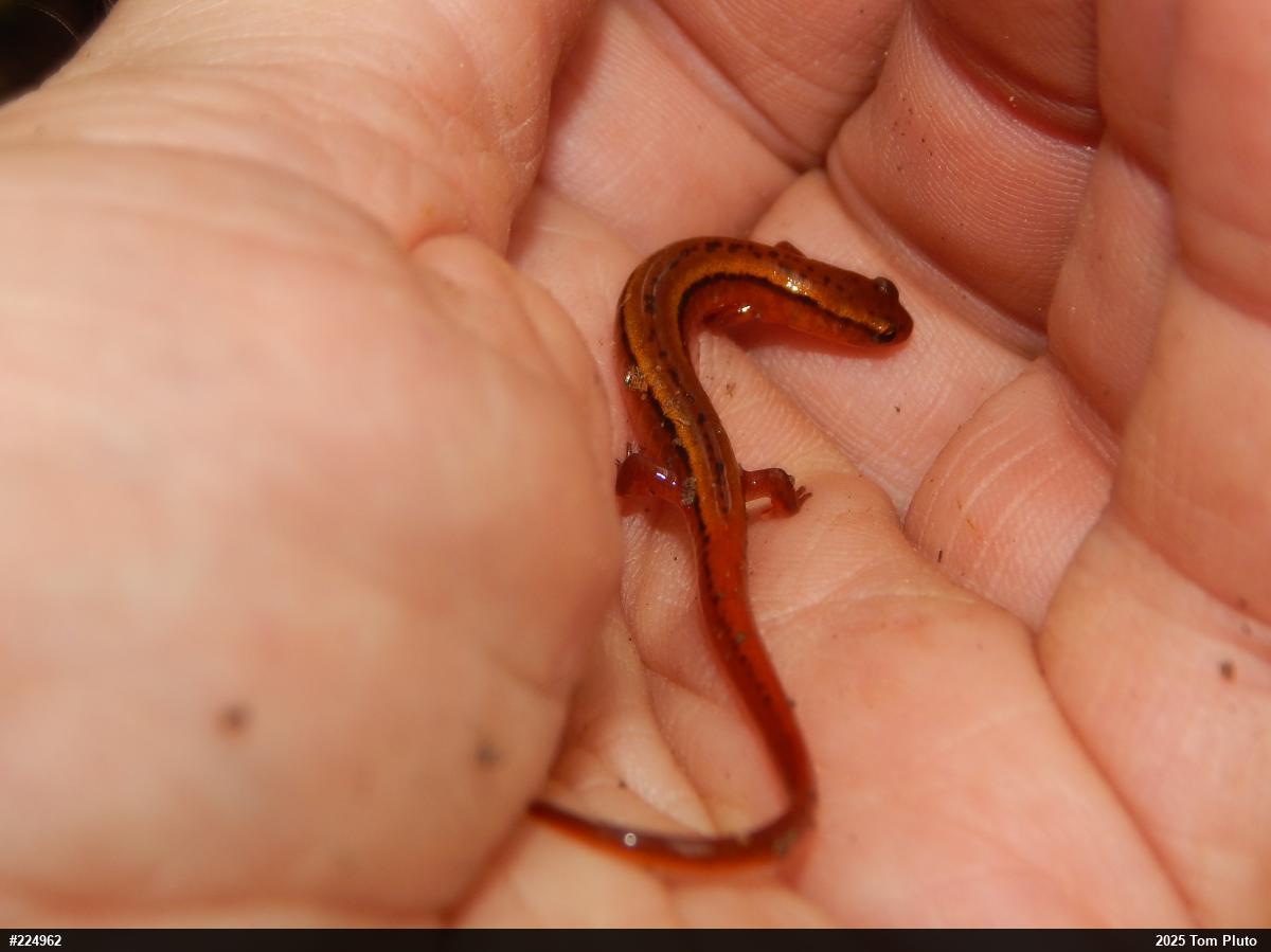 Northern Two-lined Salamander