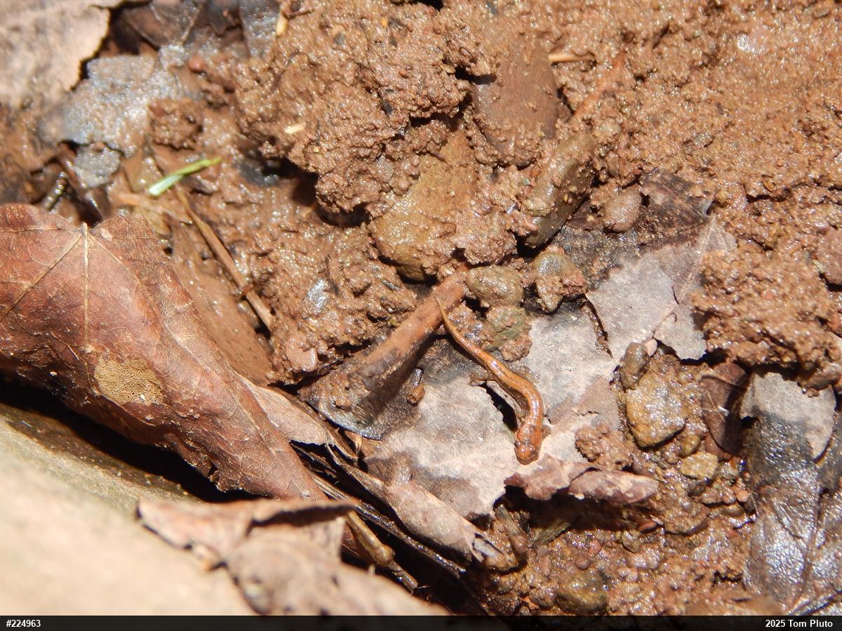 Allegheny Mountain Dusky Salamander