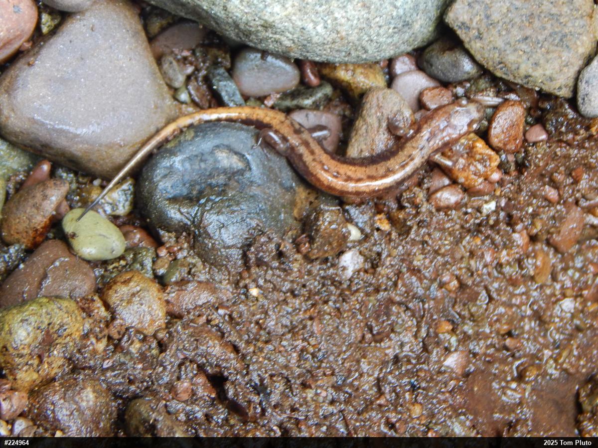 Allegheny Mountain Dusky Salamander