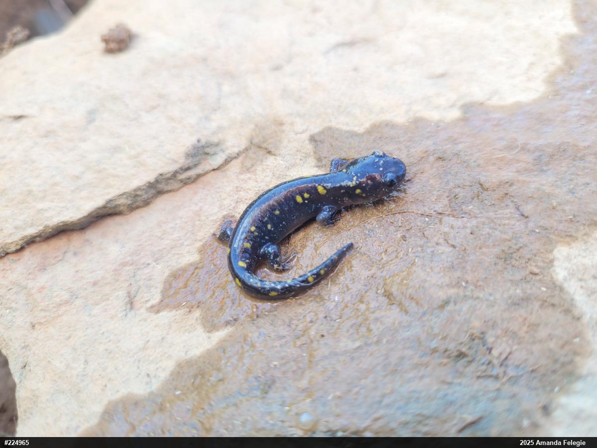 Spotted Salamander