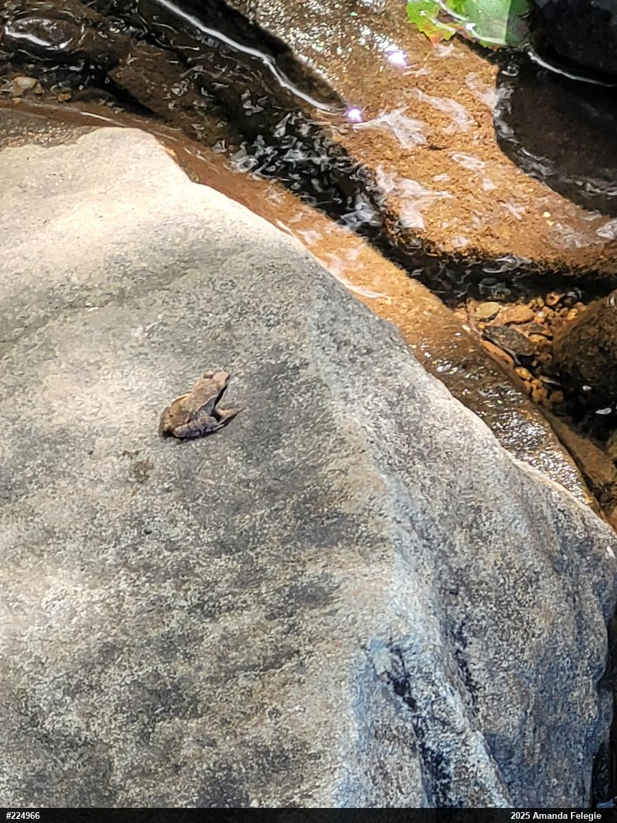Wood Frog