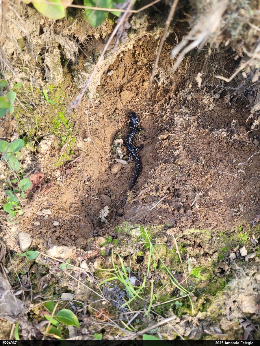 Northern Slimy Salamander