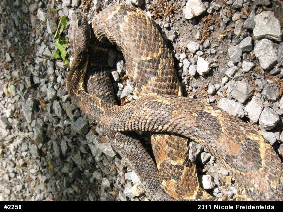 Timber Rattlesnake