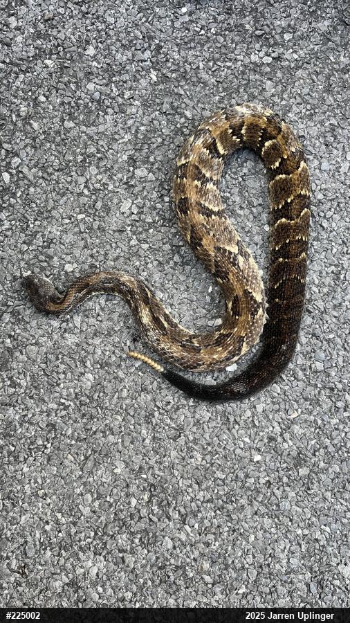 Timber Rattlesnake