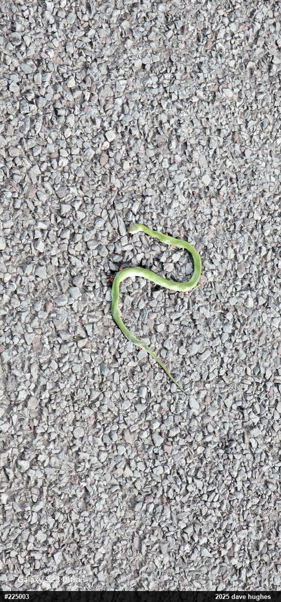 Smooth Greensnake