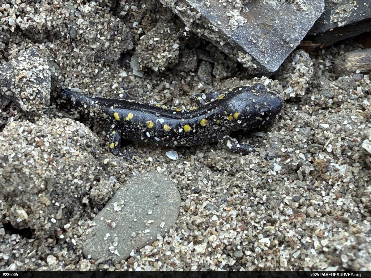 Spotted Salamander