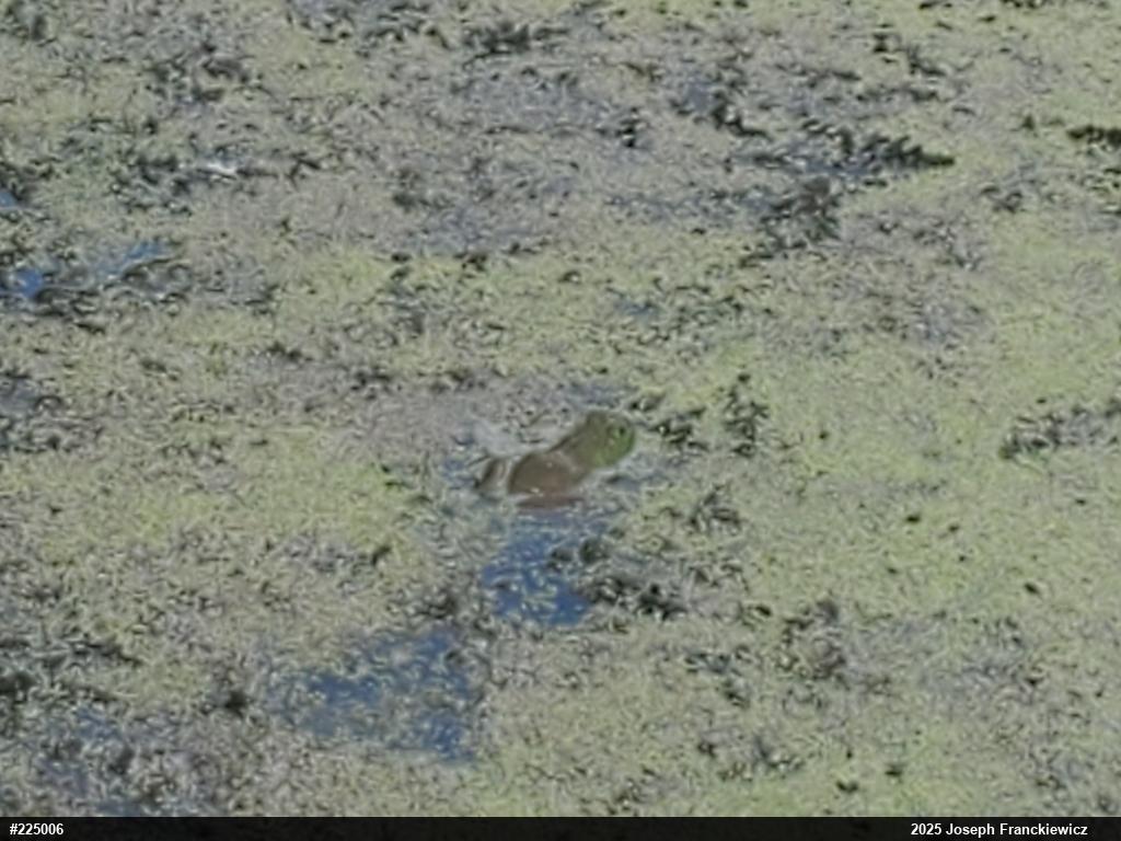 American Bullfrog