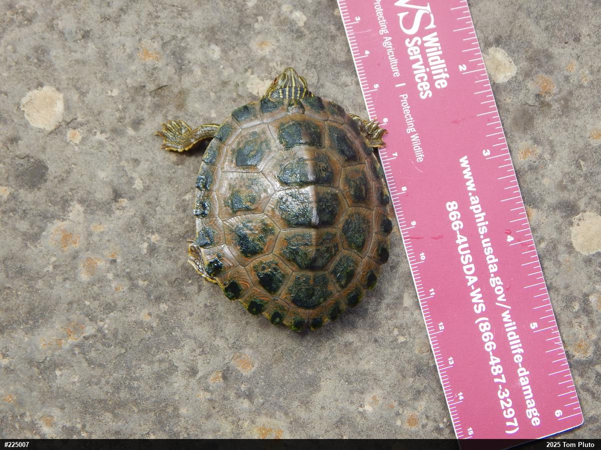 Northern Map Turtle