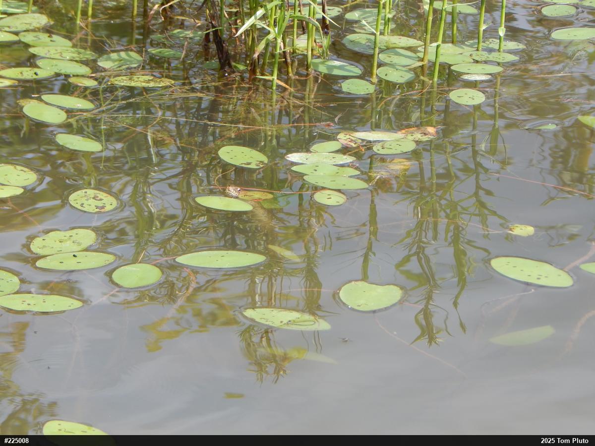 Northern Watersnake