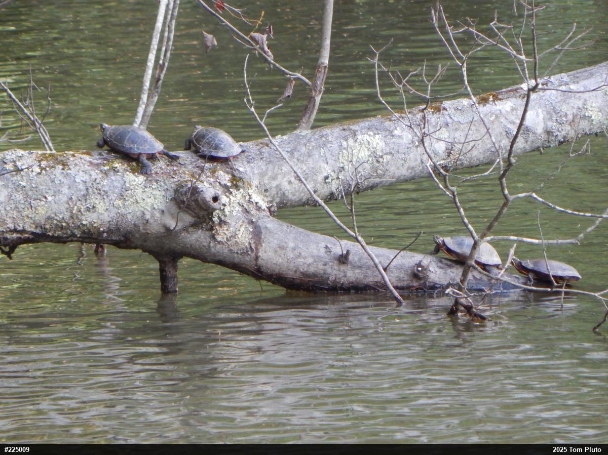 Midland Painted Turtle