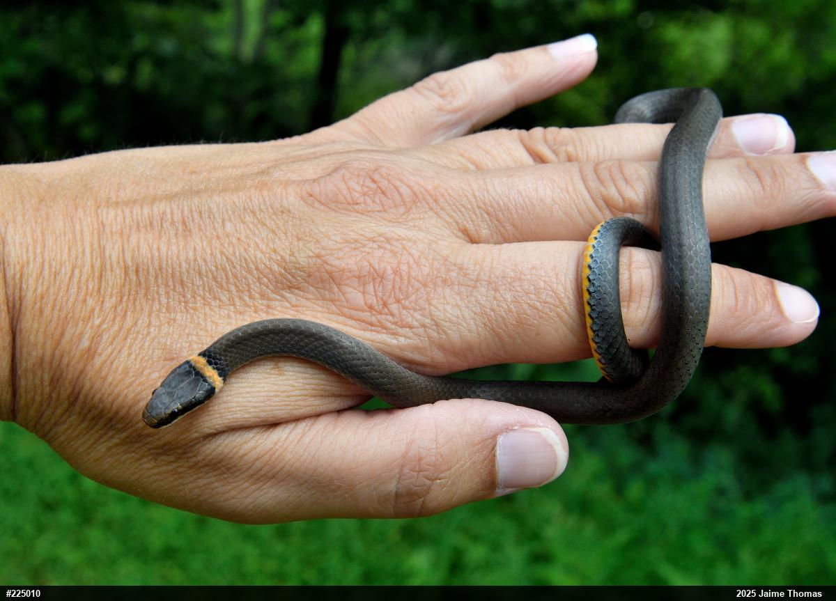 Northern Ring-necked Snake