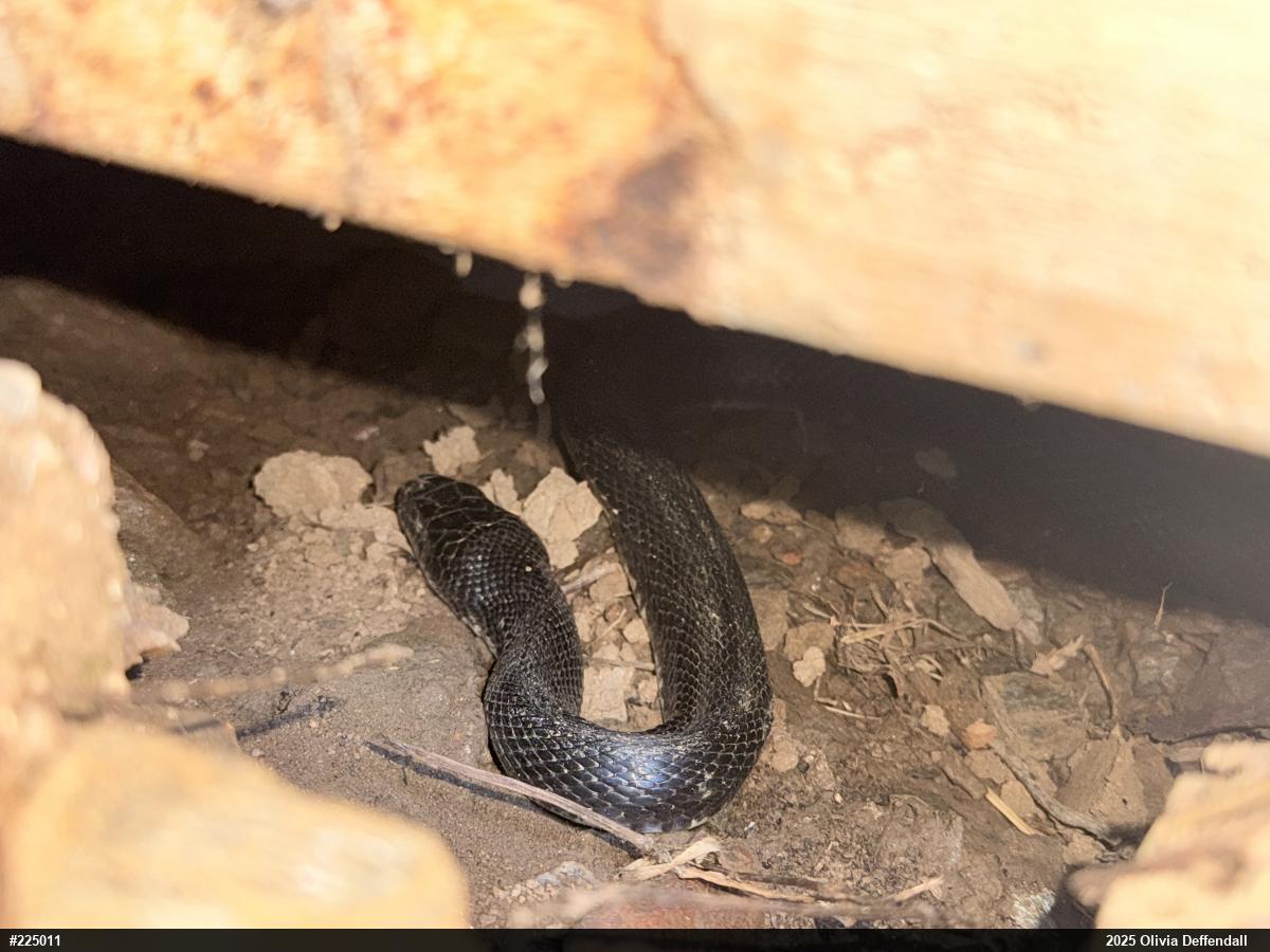 Eastern Ratsnake