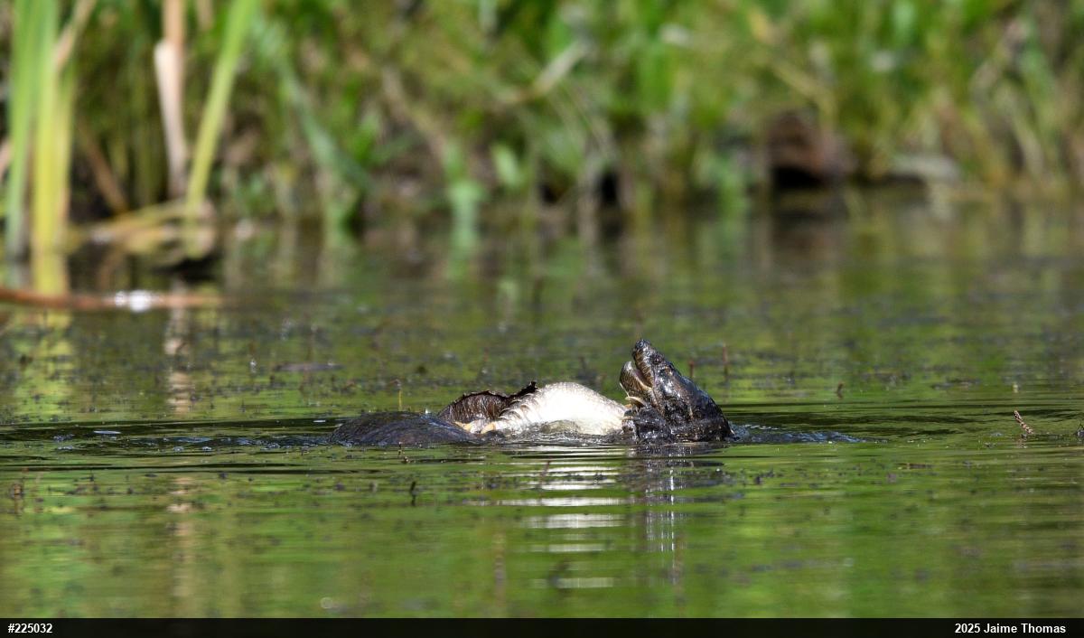 Snapping Turtle