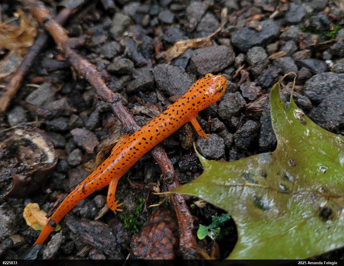 Northern Red Salamander
