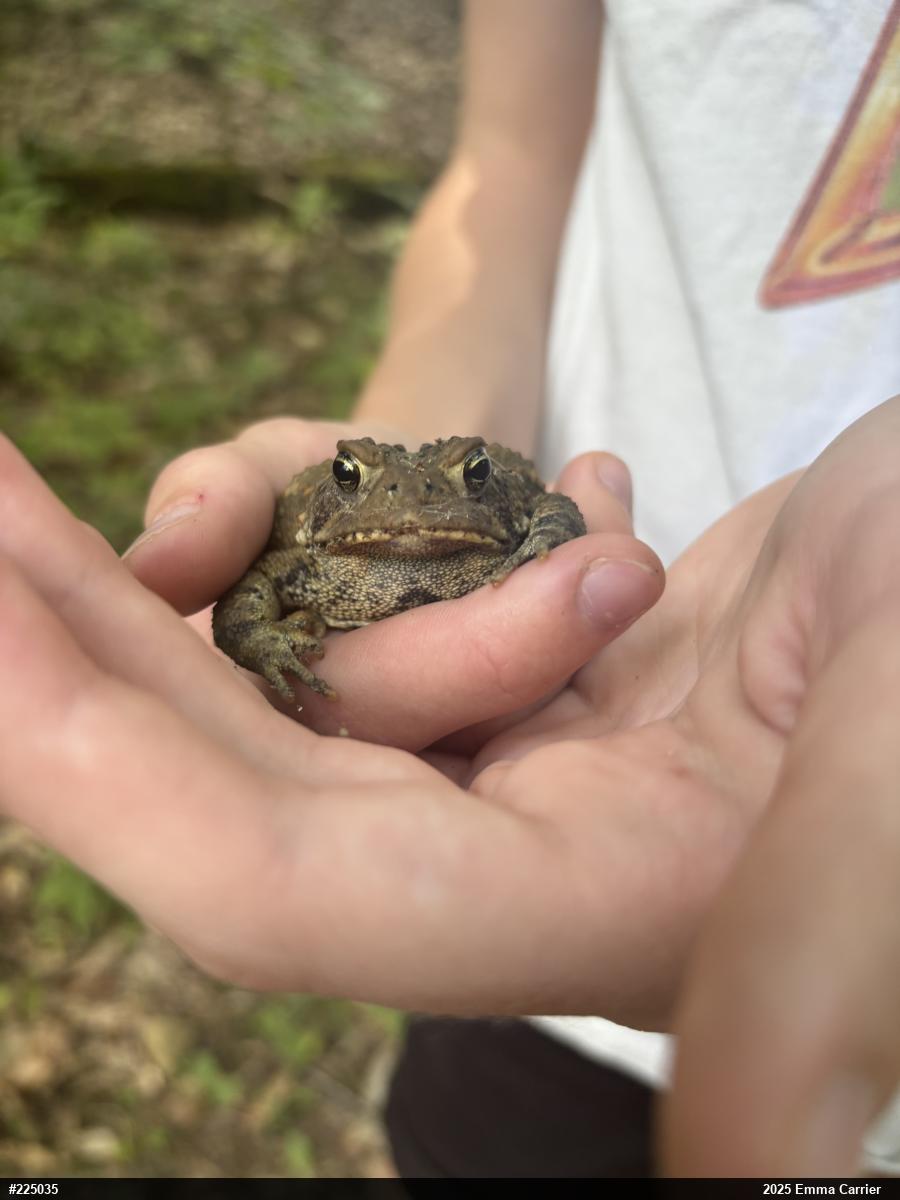 Eastern American Toad