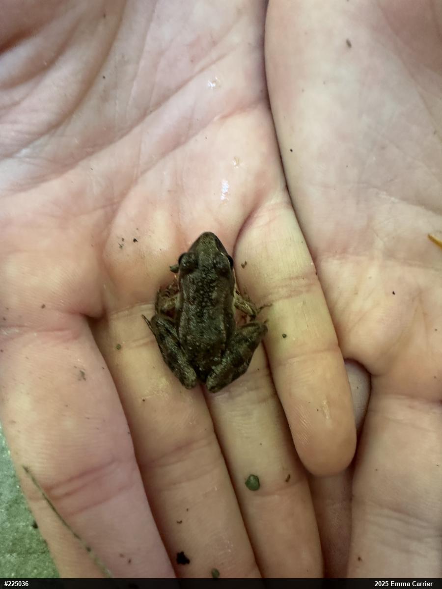 Wood Frog