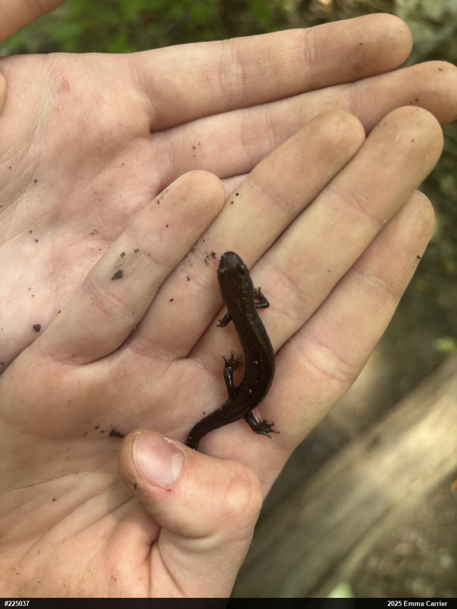 Allegheny Mountain Dusky Salamander
