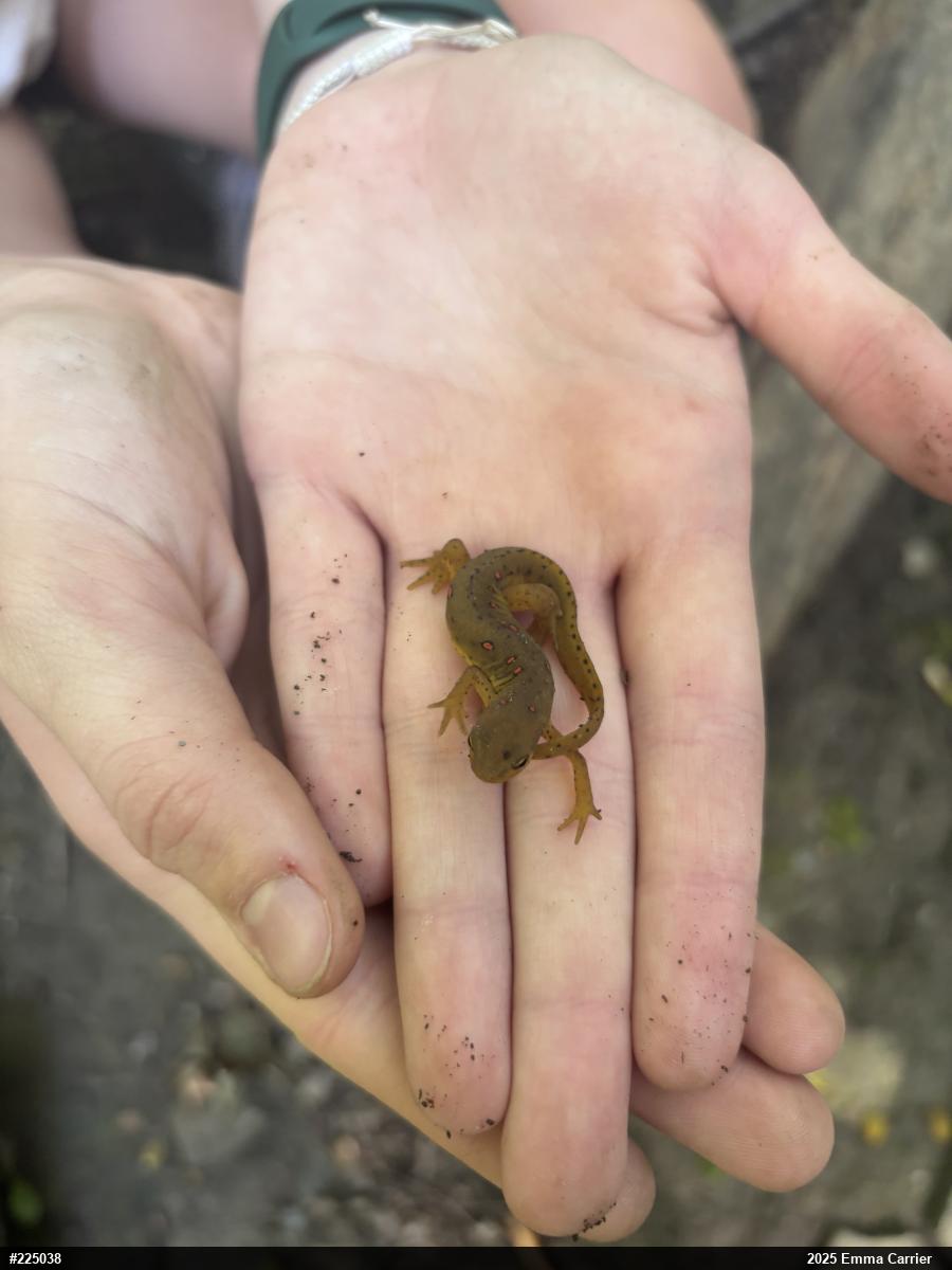 Red-spotted Newt