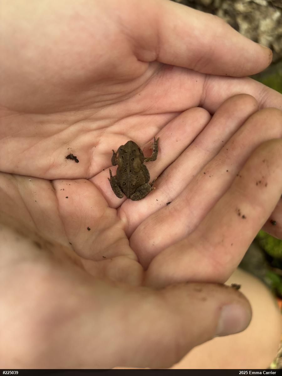 Eastern American Toad