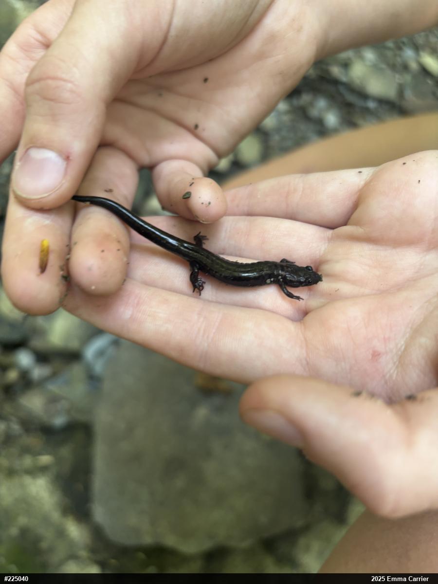 Allegheny Mountain Dusky Salamander