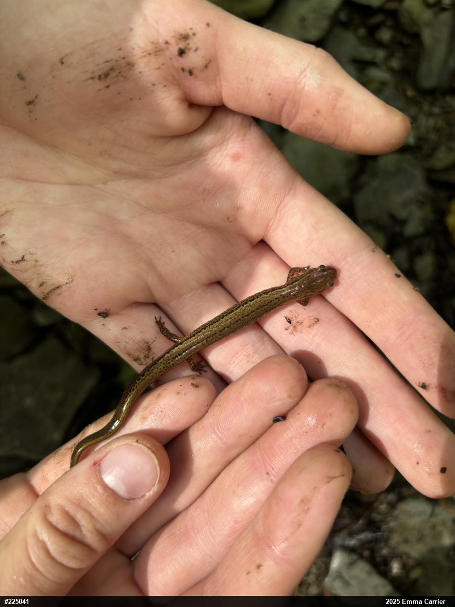 Northern Two-lined Salamander