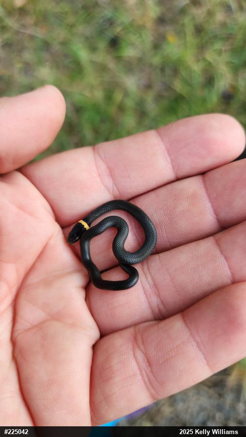 Northern Ring-necked Snake