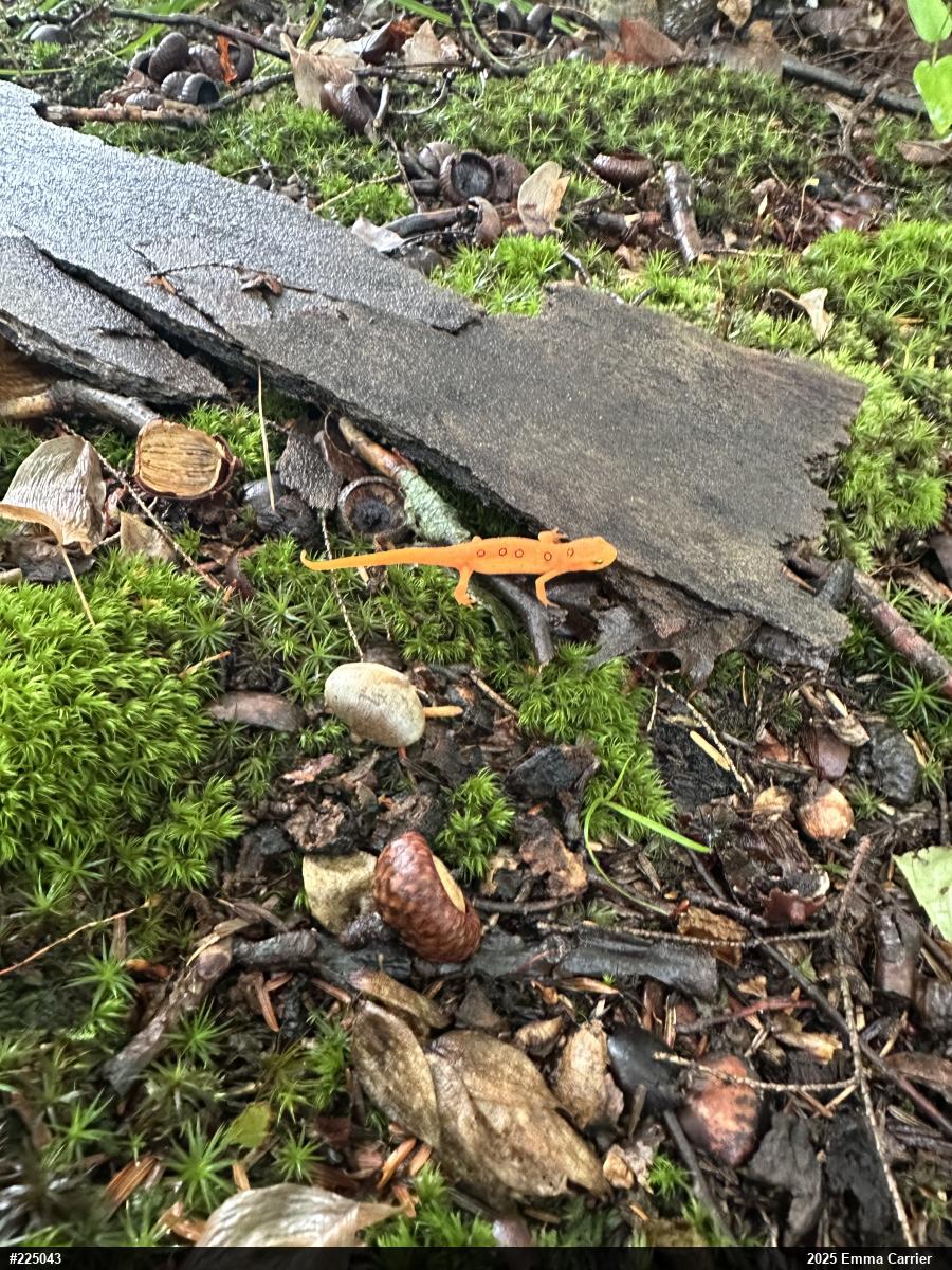 Red-spotted Newt