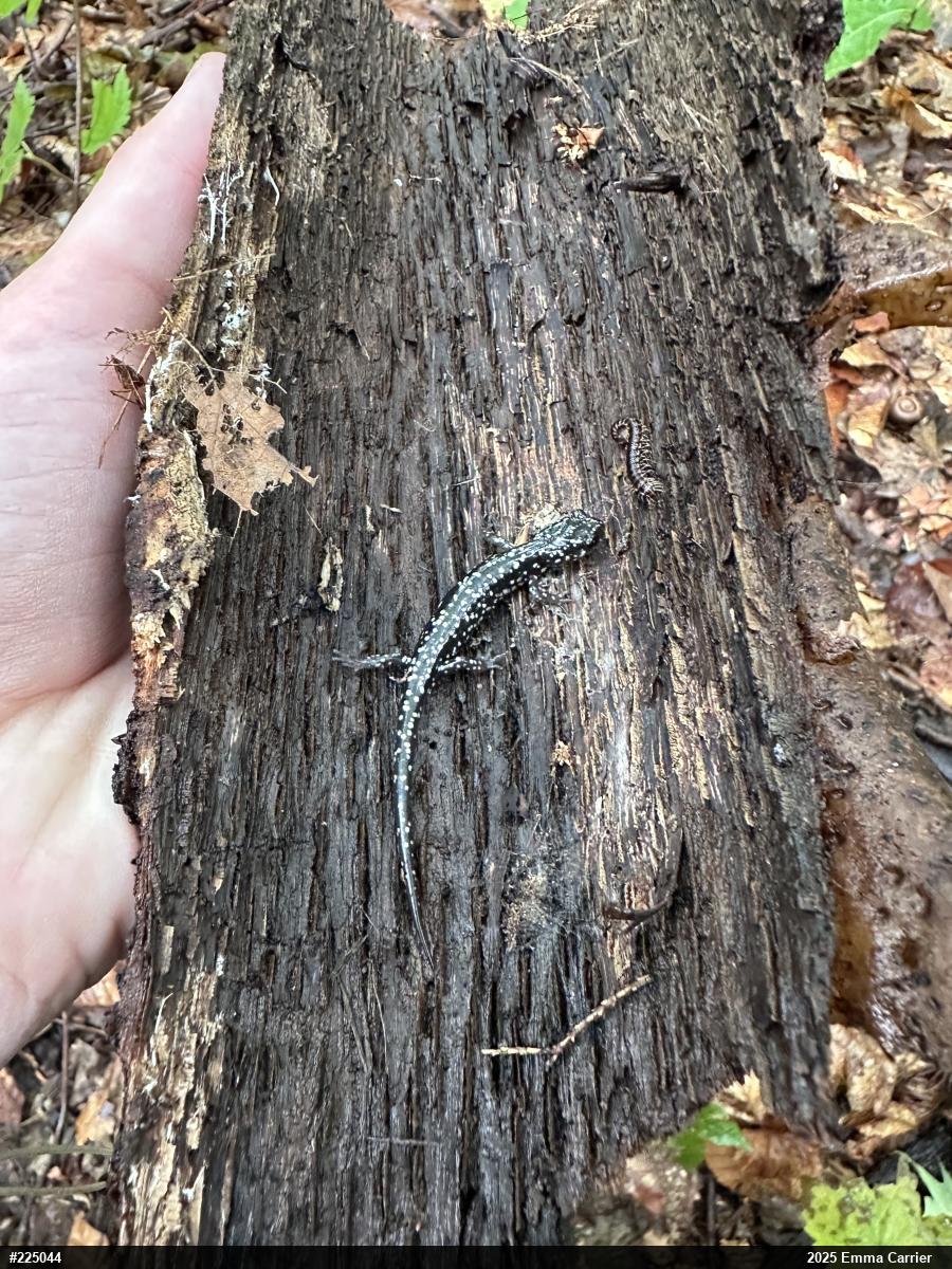 Northern Slimy Salamander