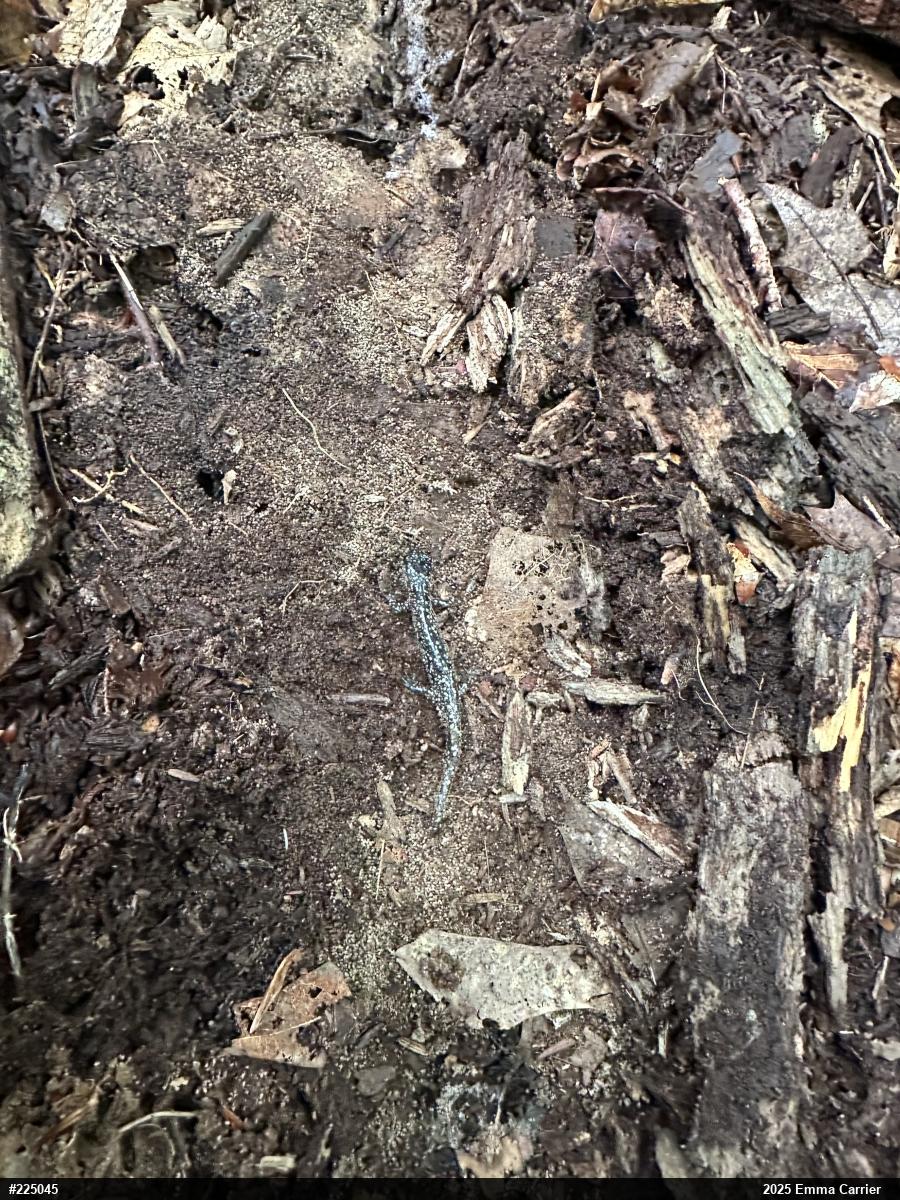 Northern Slimy Salamander