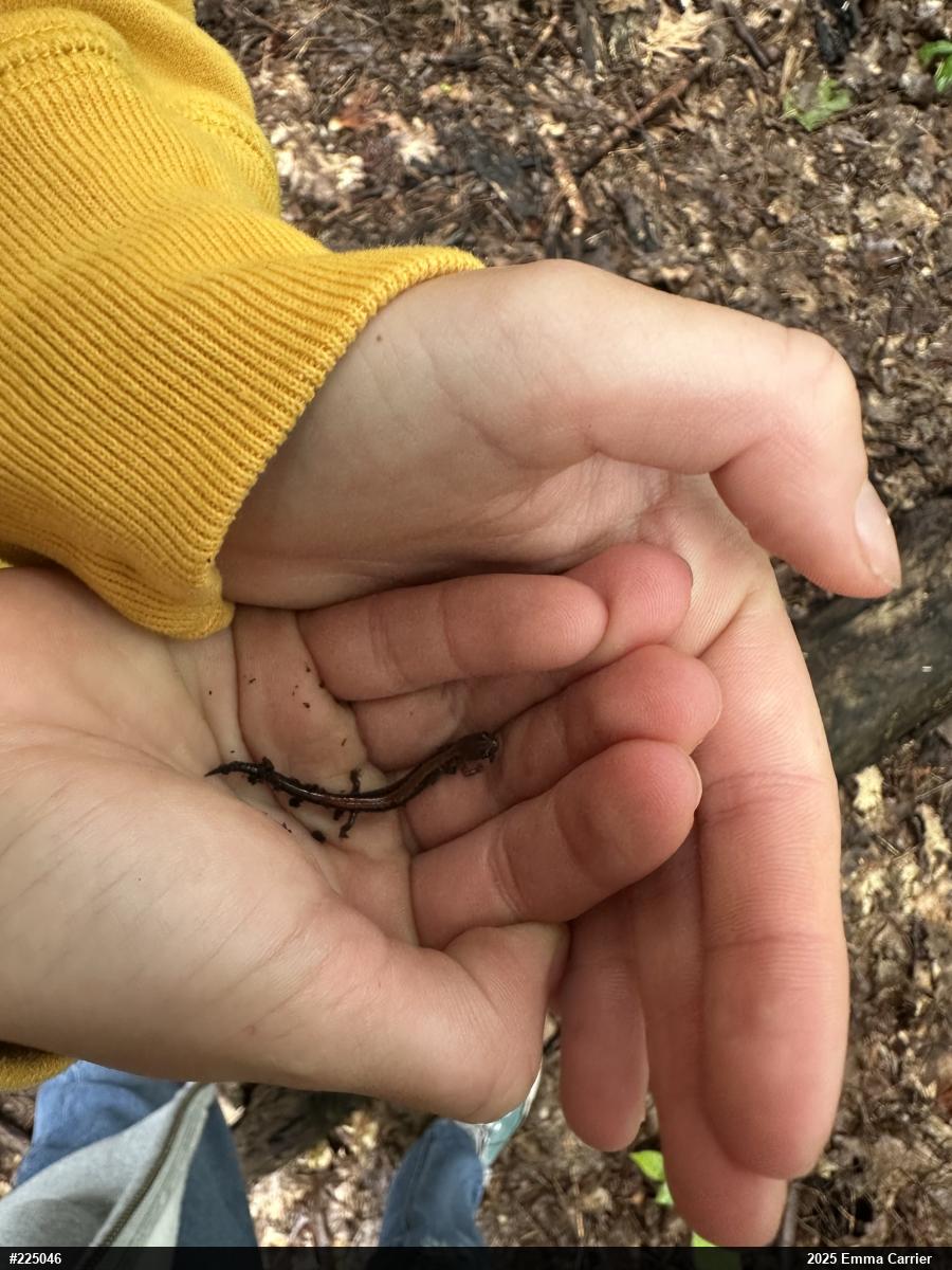 Eastern Red-backed  Salamander