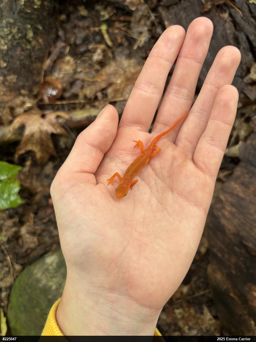 Red-spotted Newt