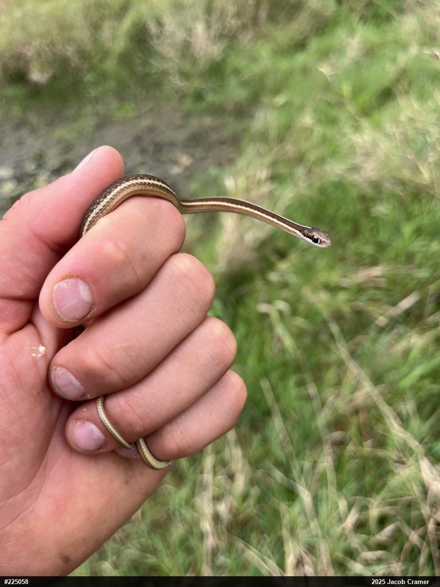 Common Ribbonsnake