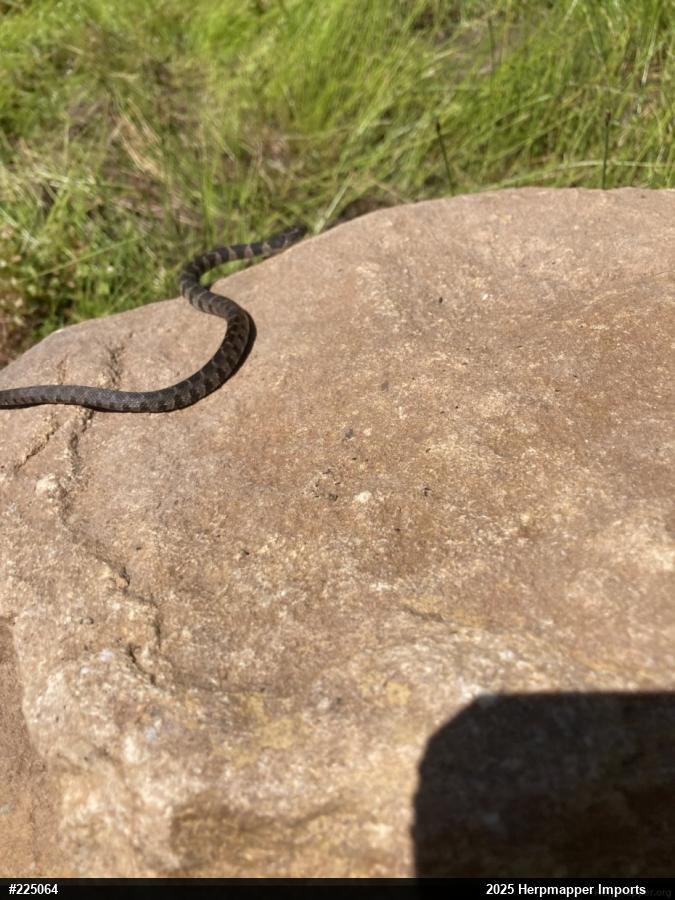 Northern Watersnake